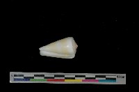 藏品(聳肩芋螺)的圖片